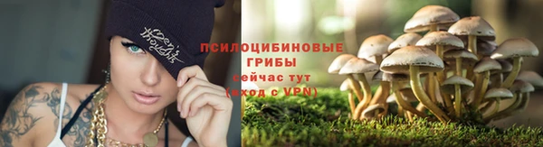 ПСИЛОЦИБИНОВЫЕ ГРИБЫ Заводоуковск