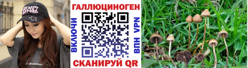 Купить где  Шенкурск  Галлюциногенные грибы мицелий 